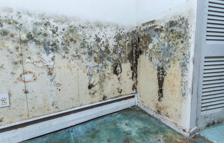residential mold removal experts in Hilo